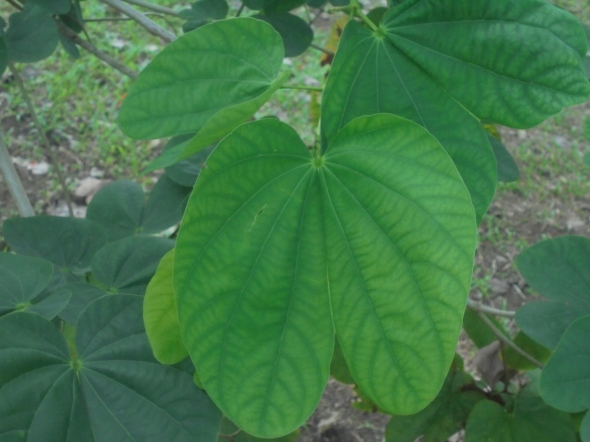 Bauhinia purpurea L.